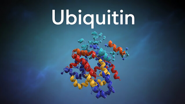 Ubiquitin protein molecular structure with colorful spiral chains and gradient blue background  scientific illustration of a protein complex