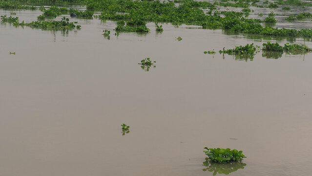 Green water hyacinth weed floating on muddy river surface background