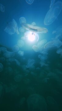 Big group of moon jellyfish drifts in sea current against water's surface under bright sunshine, backlighting by sunrays. Cluster jellies floats underwater against brightly sun and blue sky background