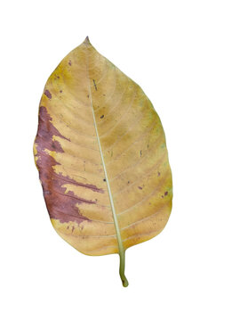 Single fallen Kadam tree leaf isolated on a clean background