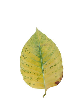 Single fallen Kadam tree leaf isolated on a clean background