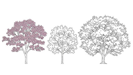 Fototapeta premium Three 2D CAD Vector Trees in Different Line Styles and Colors