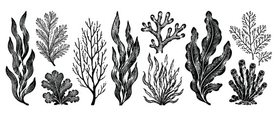 Collection of hand-drawn seaweeds, algae, and corals. Marine plants and underwater life elements for design, isolated on a white background. © Zbrake Studio