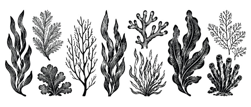 Collection of hand-drawn seaweeds, algae, and corals. Marine plants and underwater life elements for design, isolated on a white background.