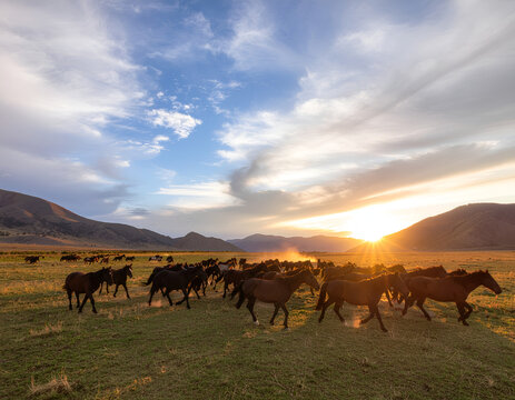 Large herd of wild horses running across plains.
