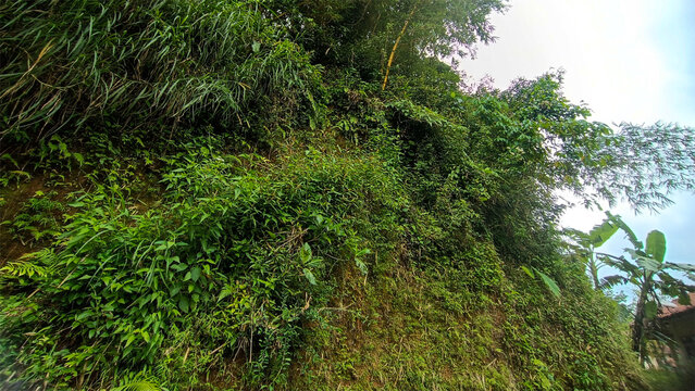Dense Tropical Vegetation Covering a Steep Green Cliff in a Natural Outdoor Setting