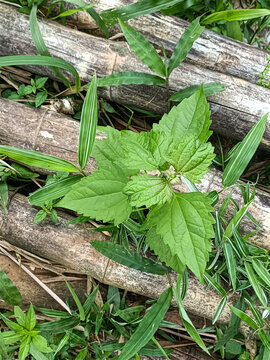 Green Leaves Near Bamboo