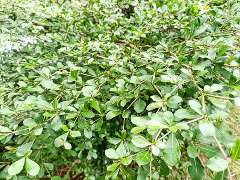 Dense Green Bushes