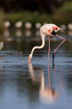 Greater flamingo (Phoenicopterus roseus) feeding in the shallow water of a lagoon in the Camargue, France.