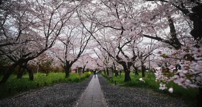 Wide, steady cam shot on narrow stone path through cherry blossom trees