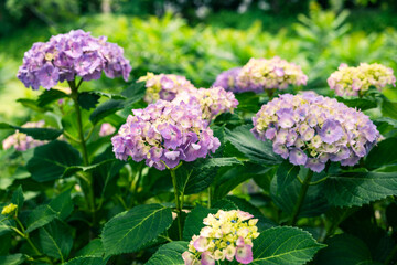 Obraz premium 公園に咲く紫陽花