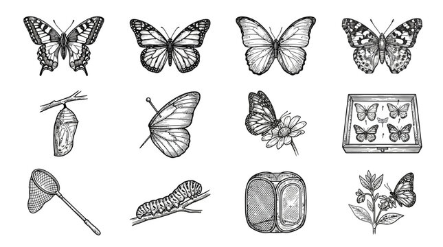 Butterflies and Moths Insects Collection.