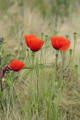 Fototapeta premium Klatschmohn
