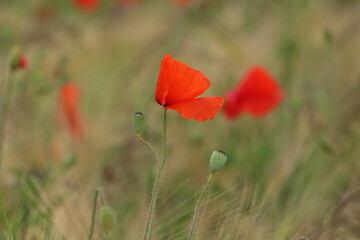 Obraz premium Klatschmohn