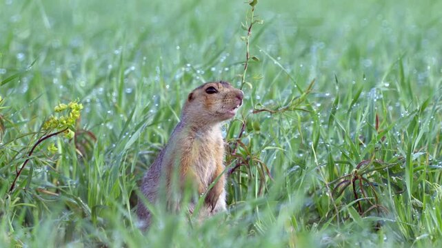 Ground squirrel (Unstriped ground squirrel)  in a meadow in green grass after rain. Close-up. Wildlife. 