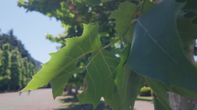 Oak tree leaves with serrated edges in sunny park