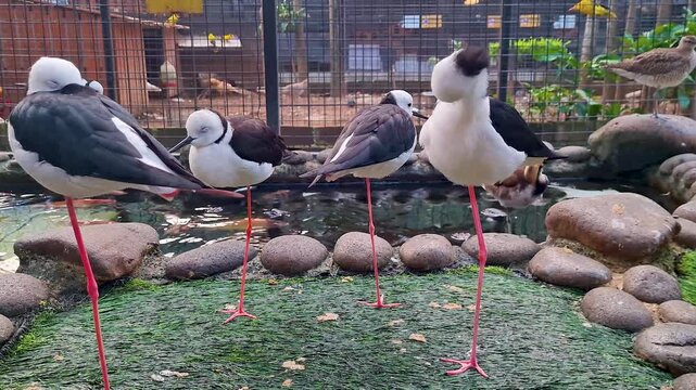 Group of Black-Winged Stilts Standing on One Leg in Zoo Aviary - Long-Legged Shorebirds Resting by Pond
