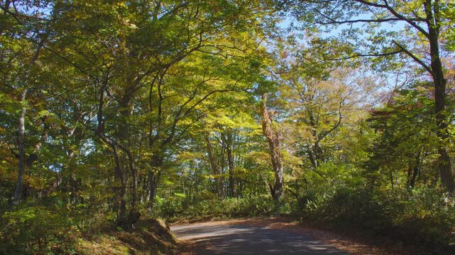 蔵王エコーライン 滝見台 展望台の紅葉 Autumn foliage at Takimidai Observation Deck on Zao Echo Line