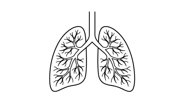 Human lungs line illustration, minimalist black‑and‑white design showing trachea and bronchial branches symbolizing respiration and biological structure