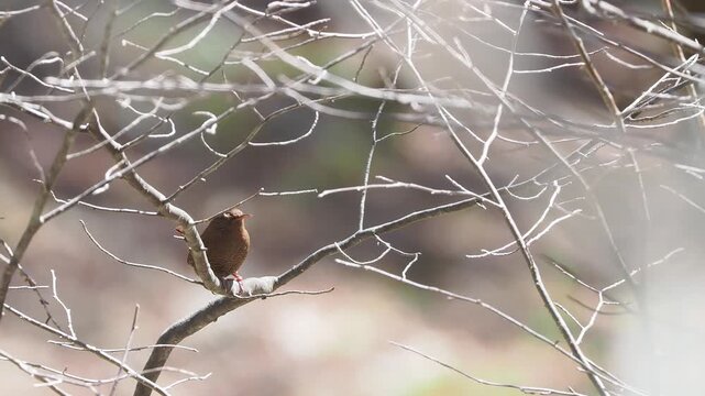 水場の近くの高い木に留まって周りを見渡しながらさえずるミソサザイ