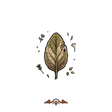 Herbal leaf illustration white b