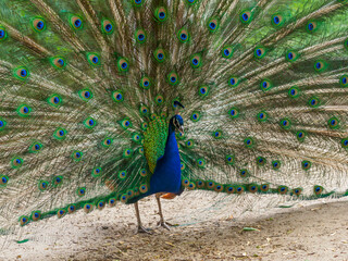 Fototapeta premium Indian peafowl (Pavo cristatus), male with intense blue plumage on the neck and head, and long upper tail feathers arranged in a characteristic tail, fan with 