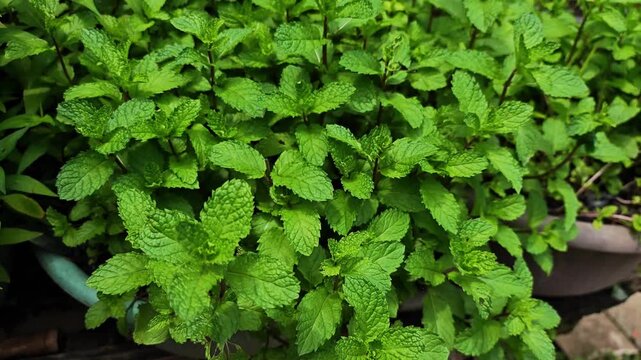 Fresh green peppermint leaves growing in a pot.
