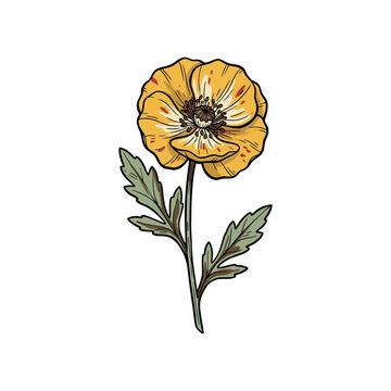 Pressed wildflower hand-drawn il