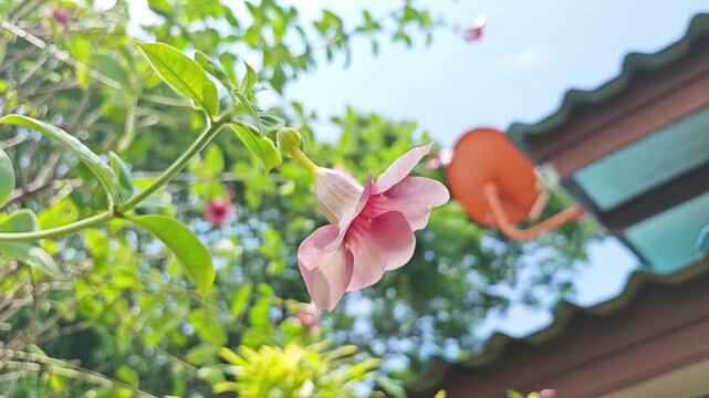 Low angle view of purple allamanda flower blooming by the house.
