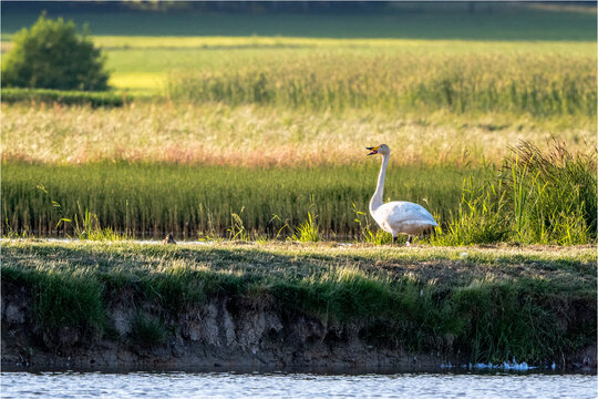 Singschwan