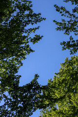 Fototapeta premium Dense green tree crowns stretch upward, framing the clear blue sky on a sunny summer day. The low angle shot creates a natural frame of leaves, emphasizing the beauty of the forest.