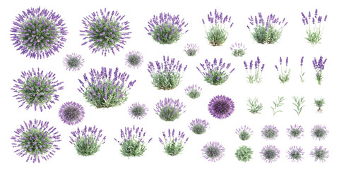 Set of lavender flower bushes and plants in purple and green colors for floral design and nature projects © GraphixEra