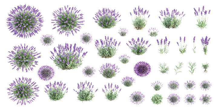 Set of lavender flower bushes and plants in purple and green colors for floral design and nature projects