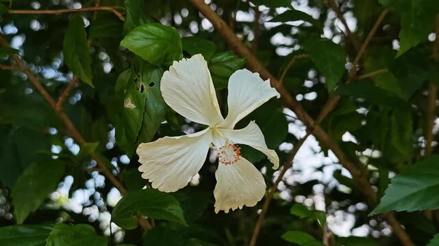 White hibiscus flower blooming on a tree branch.