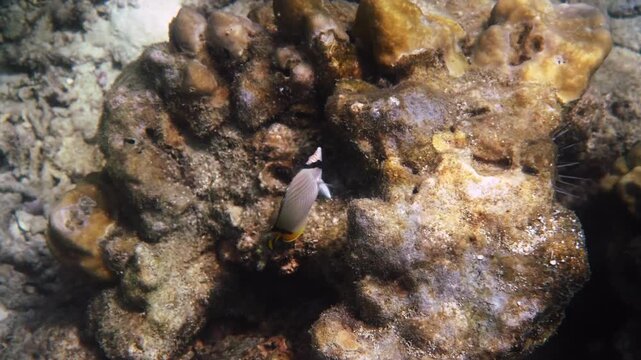 Lined butterflyfish, Chaetodon lineolatus, swimming over hard coral reef in tropical ocean, natural marine wildlife behavior, underwater documentary .