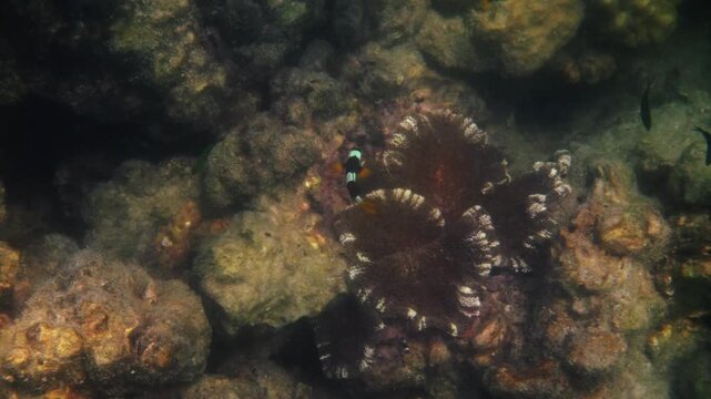 Clark's anemonefish, Amphiprion clarkii, swimming over sea anemone on tropical coral reef. Natural marine behavior in underwater habitat, nature documentary.