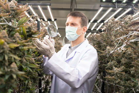 Cannabis indoor farm. Grower wearing PPE uniform and protective mask examining or maintaining and harvesting produce cannabis in indoor growing
