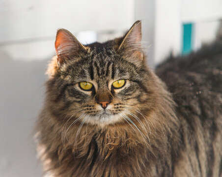 Alert domestic cat Felis catus portrait in warm indoor light.