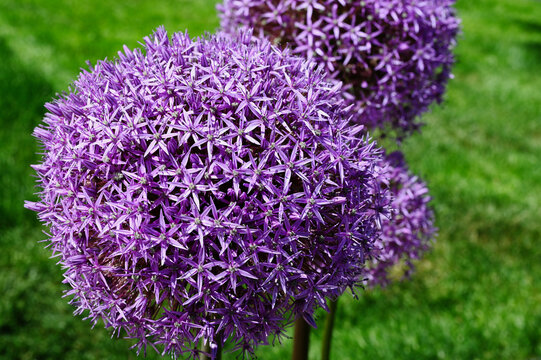 sphere shaped purple blooming Giganteum Allium macro in selective focus. common name giant onion flower in the foreground and blurred lush green foliage in the background. beauty in nature concept.