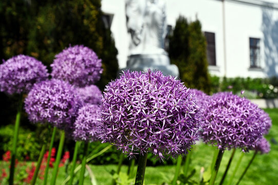 sphere shaped purple blooming Giganteum Allium macro in selective focus. common name giant onion flower in the foreground and blurred lush green foliage and white stucco background. beauty in nature.