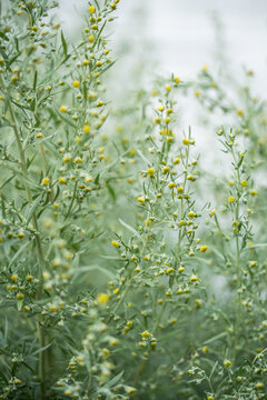 Blooming wild flowering plant Wormwood or Mugwort, species of Artemisia growing in garden, Artemisia absinthium (Common Wormwood) used in alternative herbal medicine, culinary and as weed honey plant.