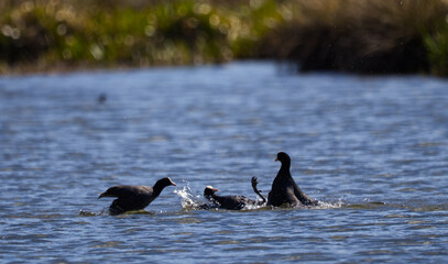 Fototapeta premium Eurasian Coots (Fulica atra) Fighting Aggressively on the Water with Splashing Drops. Wildlife Action. Czech republic 
