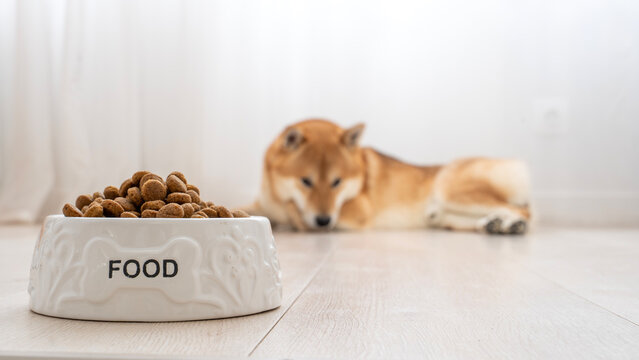 Cute Shiba Inu rests beside a food bowl