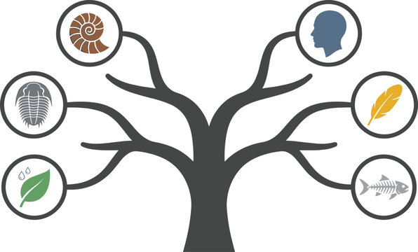 Evolutionary Tree and Biological Development Concept Illustration with Human, Fossil, Feather, Leaf, and Species Evolution Vector Elements