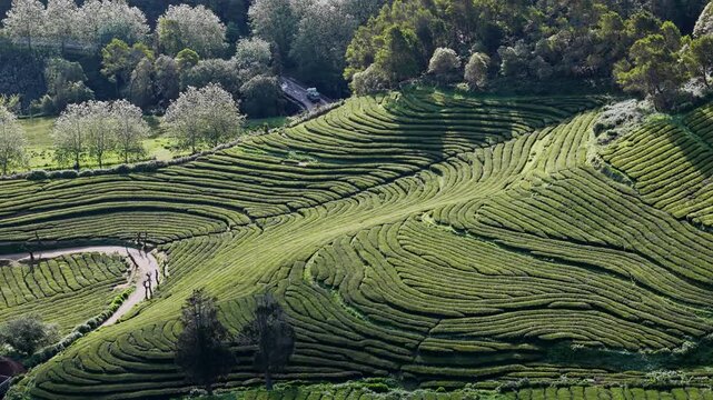 Dense tea plantations stretching across rolling green terrain of Sao Miguel Island, Azores drone footage