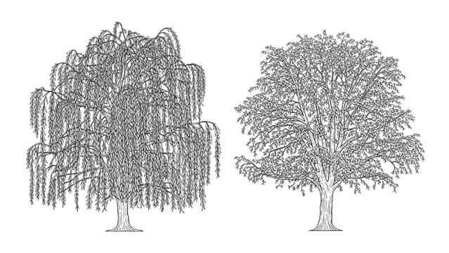 Two 2D CAD Vector trees, a weeping willow and an oak, are illustrated