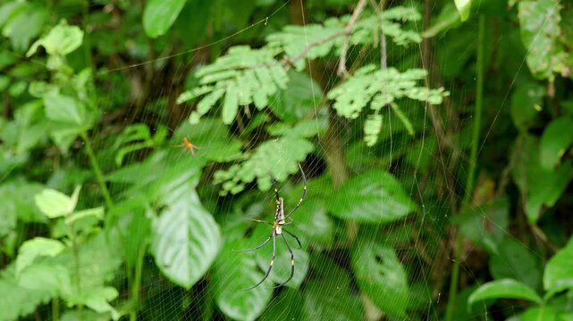 Golden Orb Weaver Spider on Web in Tropical Jungle