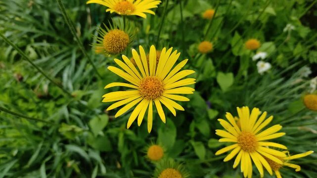Yellow flowers, daisies in the wind