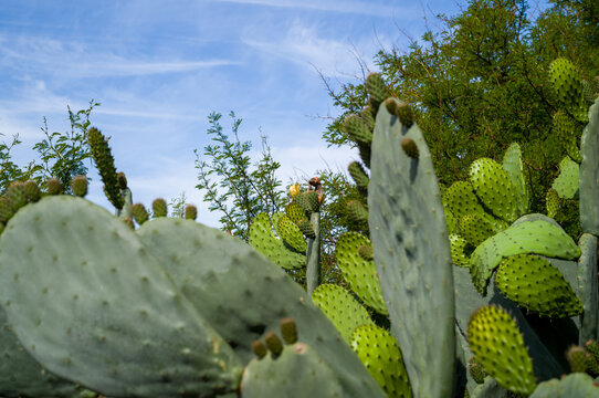 Green Cactus Under Blue Sky