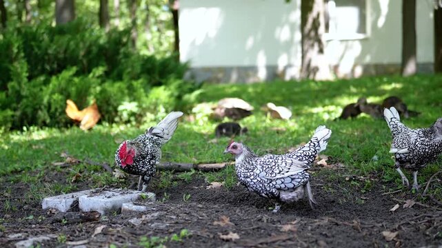 Three Sebright chickens forage in the ground with other chickens and ducks visible in the background. Lush green grass, trees, and bushes contribute to a serene, summery farm ambiance.